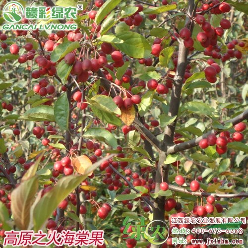江西海棠高原之火 高原之火海棠樹苗價格 高原之火圖片 信息 