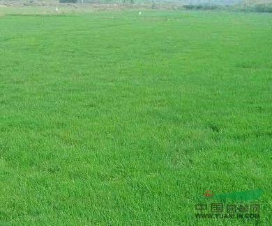 道恒草業(yè)專業(yè)批發(fā)優(yōu)質(zhì)狗牙根種子，專業(yè)的才有保障