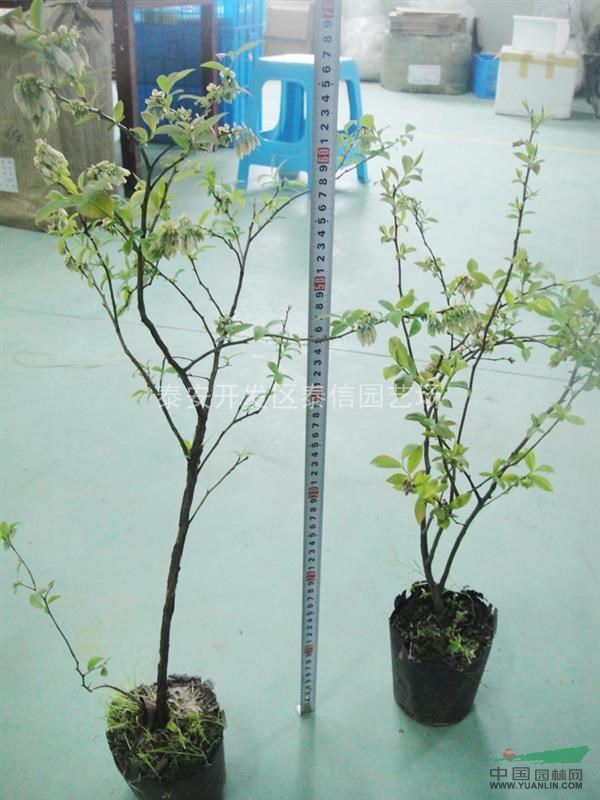 藍(lán)莓苗種植技術(shù)_藍(lán)莓苗品種