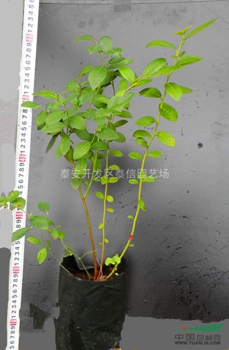 藍(lán)莓苗種植技術(shù)_藍(lán)莓苗品種