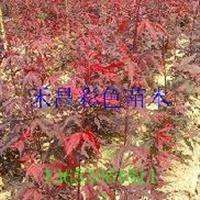 寧夏日本紅楓小苗|四平三季紅紅楓