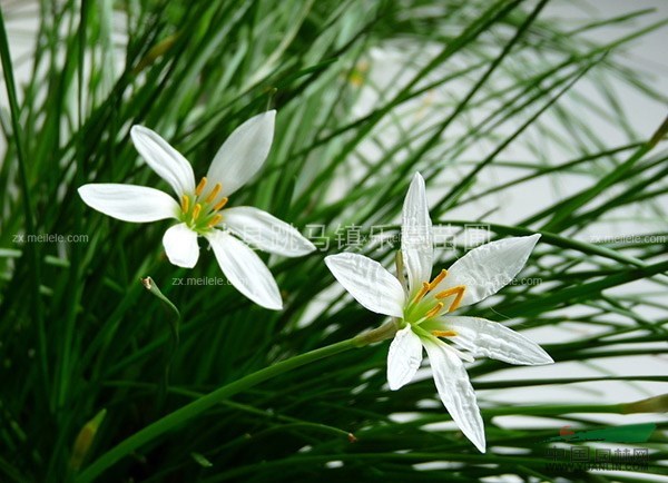 湖南供應(yīng)蔥蘭 蔥蘭花價(jià)額、蔥蘭花圖片 葉常綠球根花卉