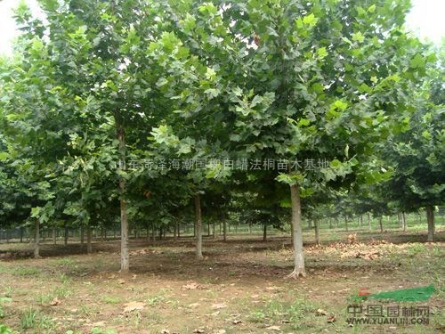 貴州法桐價(jià)格貴州法桐供應(yīng)貴州法桐采購(gòu)貴州法桐苗圃