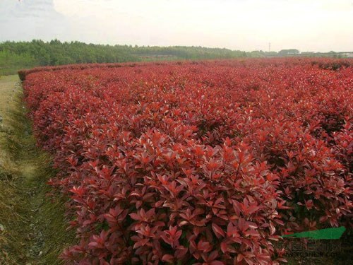 苗圃場(chǎng)長(zhǎng)期供應(yīng)紅葉石楠
