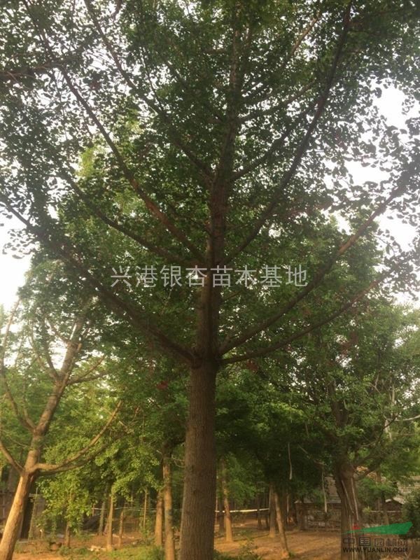 江蘇供應(yīng)銀杏2～40公分，價(jià)格低廉