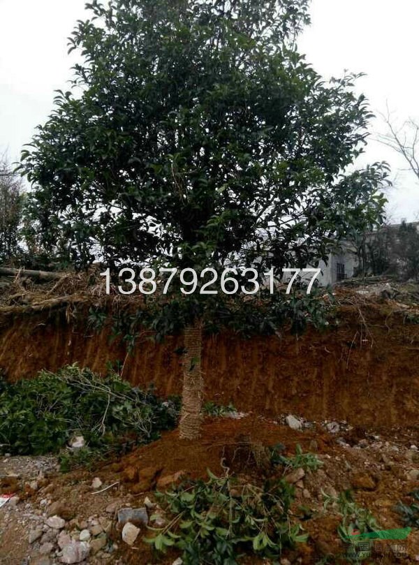 江西各種規(guī)格桂花 丹桂