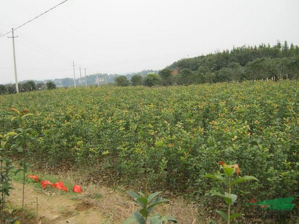 江西桂花  桂花扦插