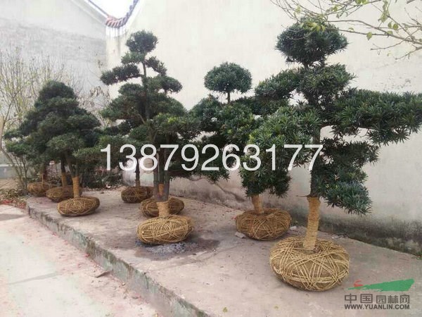 江西九江羅漢松小苗出售