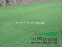 常州大量供應(yīng)各種草坪