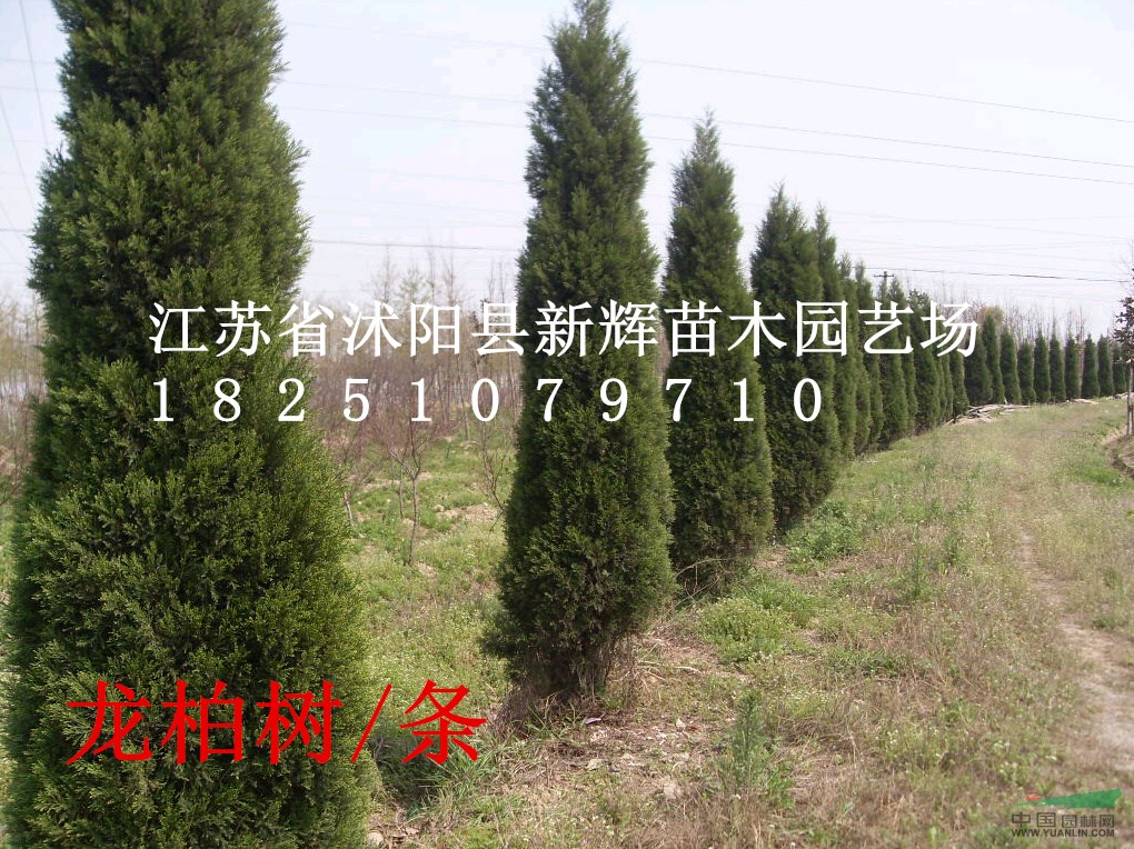 200萬(wàn)棵龍柏球高40公分冠20公分0.45元,龍柏球基地