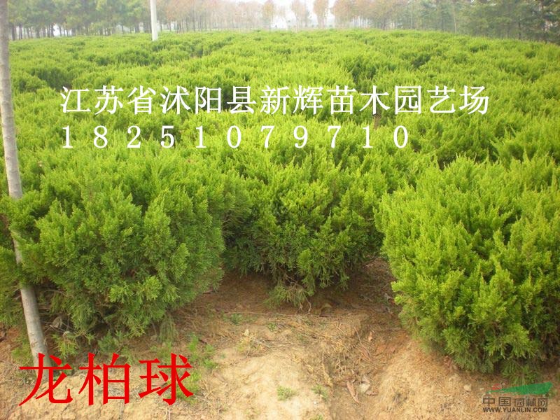 200萬(wàn)棵龍柏球高40公分冠20公分0.45元,龍柏球基地