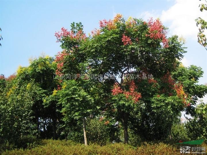 山東欒樹供應(yīng)山東欒樹價(jià)格山東欒樹采購山東欒樹苗圃