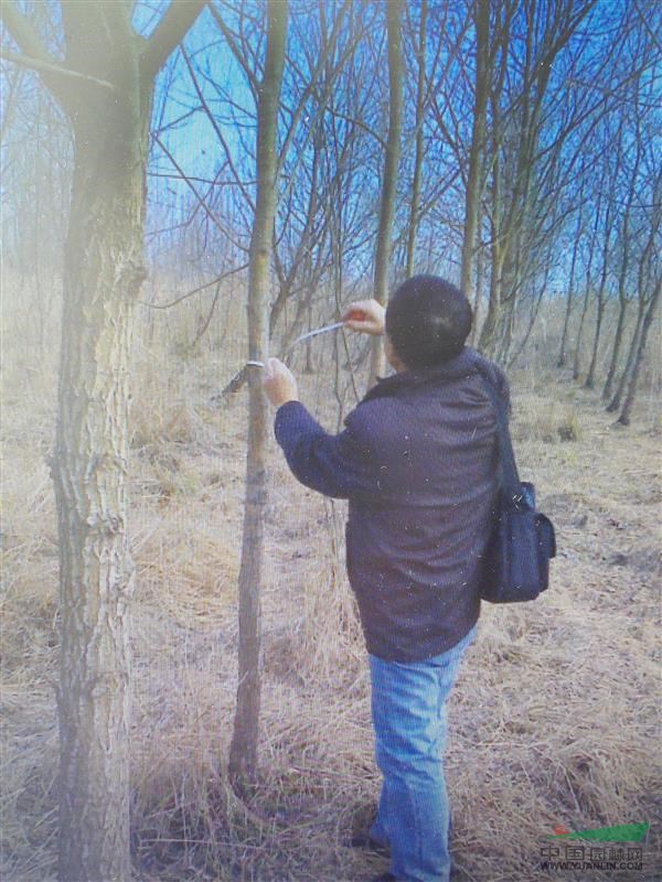 自家苗圃,柳树法桐栾树大量销售