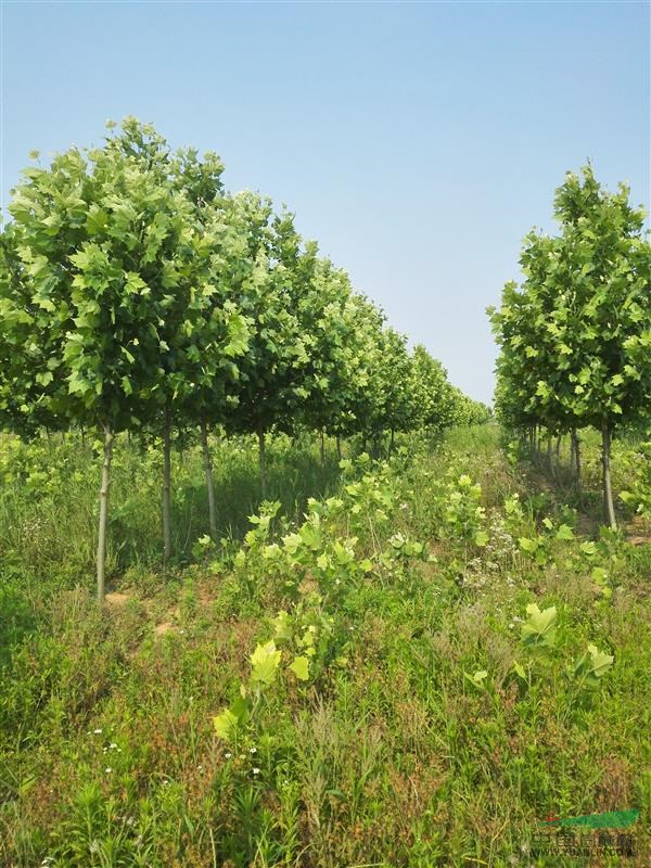 自家苗圃,柳树法桐栾树大量销售