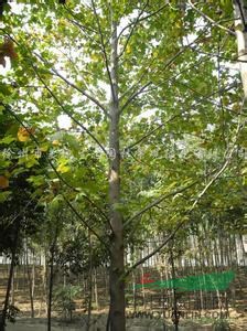 苗圃批發(fā)各種規(guī)格馬褂木，現(xiàn)在馬褂木價(jià)格