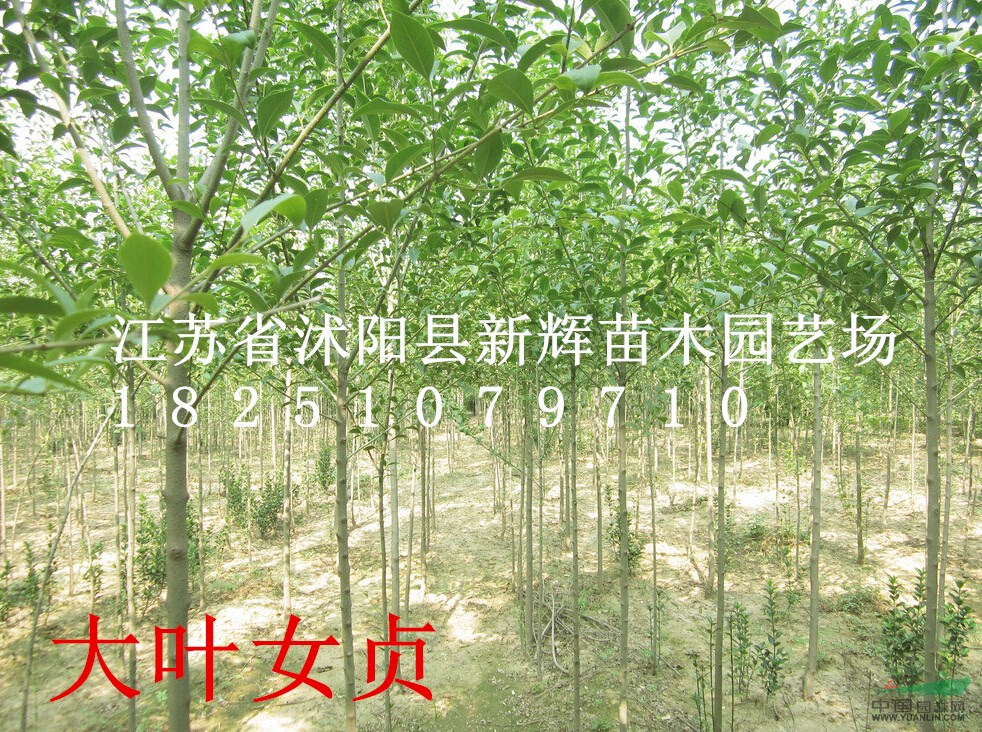 江蘇苗木-高桿女貞，大葉女貞價(jià)格，大葉女貞急售