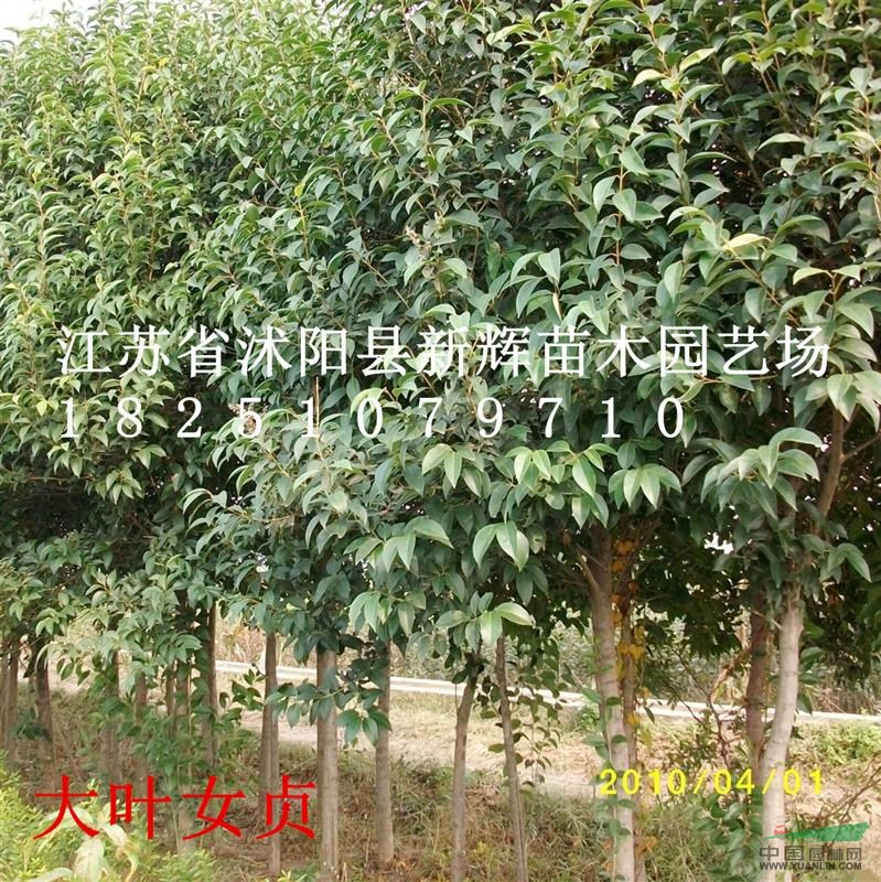 江蘇苗木-高桿女貞，大葉女貞價(jià)格，大葉女貞急售