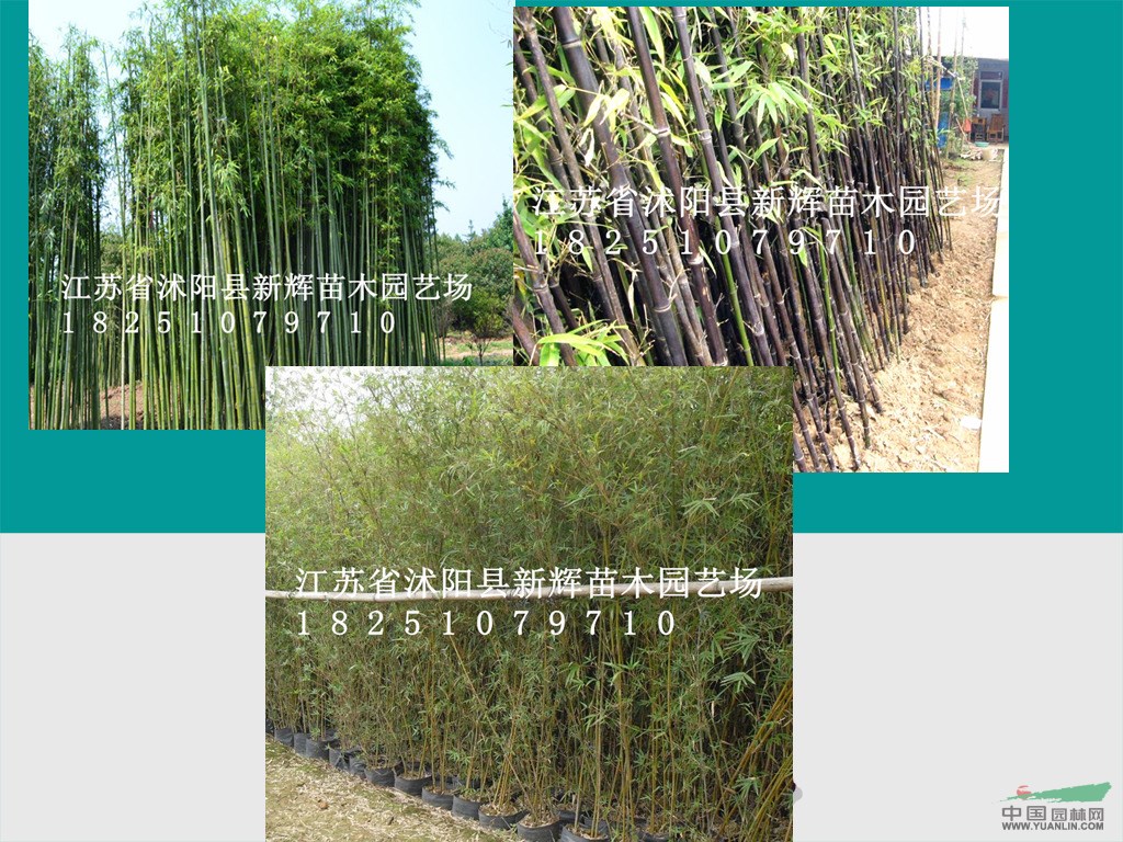 特售1-8米:青皮竹，紫竹，四季青竹、金镶玉竹、箬竹、慈竹