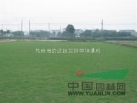 常州市武進(jìn)東安大量供應(yīng)各種草坪