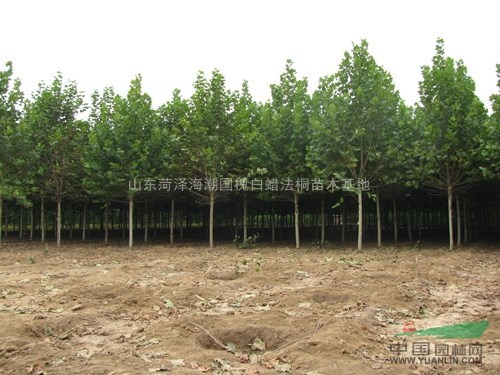 菏澤法桐供應(yīng)菏澤法桐價(jià)格菏澤法桐菏澤大規(guī)格法桐