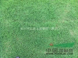 常州大量供應(yīng)各種草坪