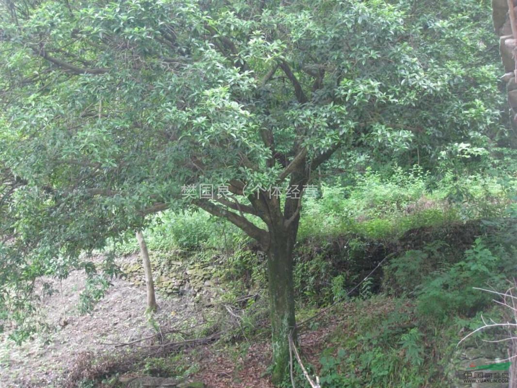 大规格精品桂花树（金桂，35-60公分）