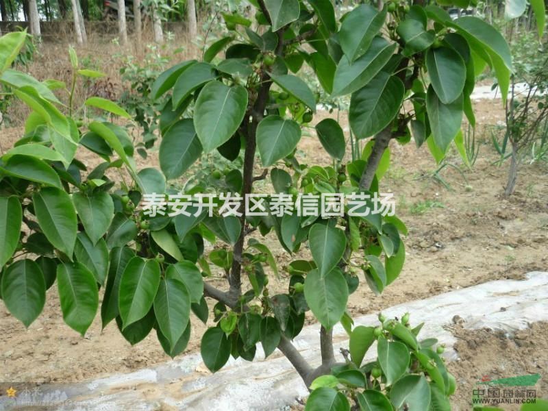 圓黃梨苗、梨苗價格