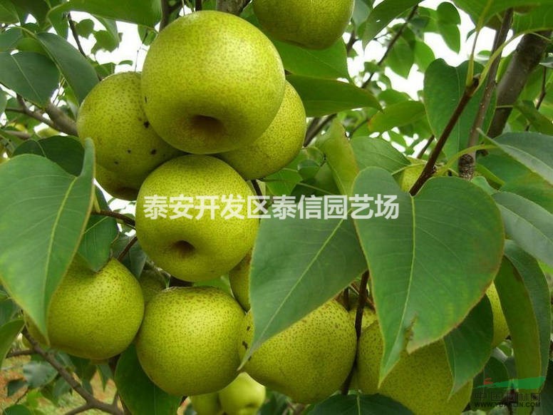 圓黃梨苗、梨苗價格