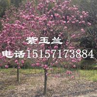 出售15公分-25公分大規(guī)格白玉蘭，紅玉蘭，紫玉蘭，墨筆