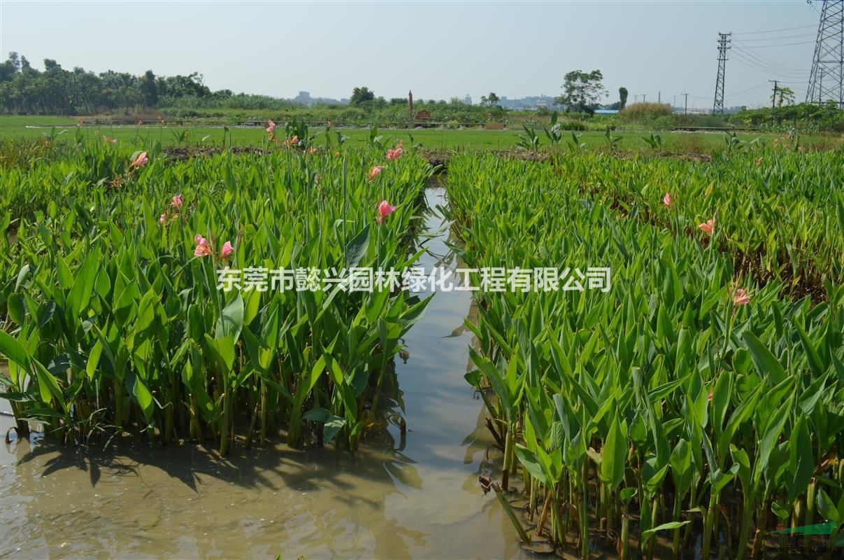 東莞水生植物蘆葦