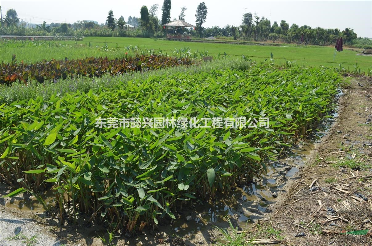 東莞水生植物蘆葦