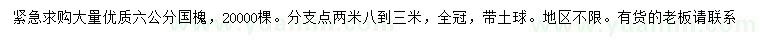 求購6公分國槐