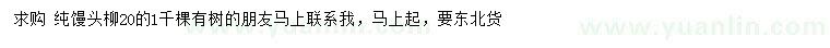 求購20公分饅頭柳