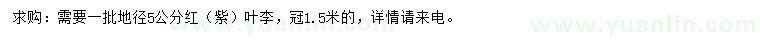 求購(gòu)地徑5公分紅（紫）葉李