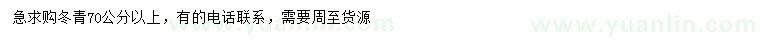 求購70公分以上冬青