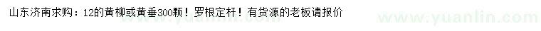 求購12公分黃柳、黃垂