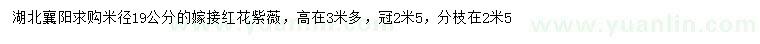 求購米徑19公分嫁接紅花紫薇