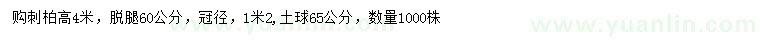 求購高4米刺柏