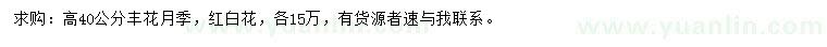 求購(gòu)高40公分豐花月季