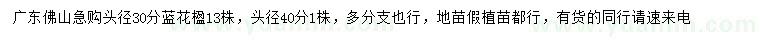 求購(gòu)30、40公分藍(lán)花楹