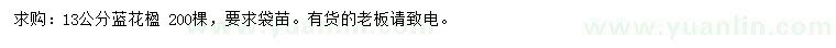 求購13公分藍(lán)花楹