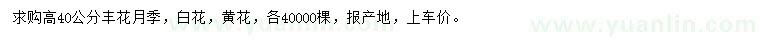 求購高40公分豐花月季