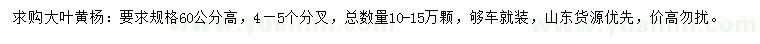 求購(gòu)高60公分大葉黃楊