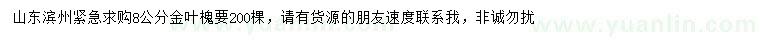 求購8公分金葉槐