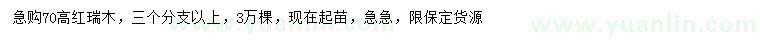 求購高70公分紅瑞木