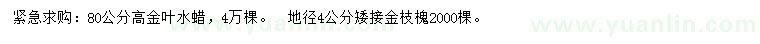 求購(gòu)高80公分金葉水蠟、地徑4公分矮接金枝槐