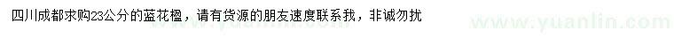 求購23公分藍(lán)花楹