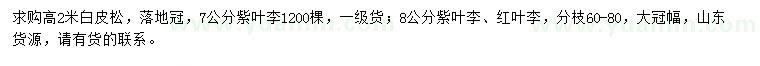 求購白皮松、紫葉李、紅葉李