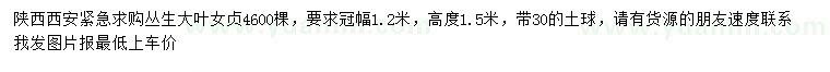 求購(gòu)冠幅1.2米大葉女貞