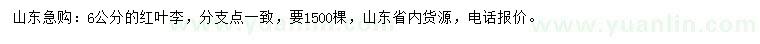 求購6公分紅葉李